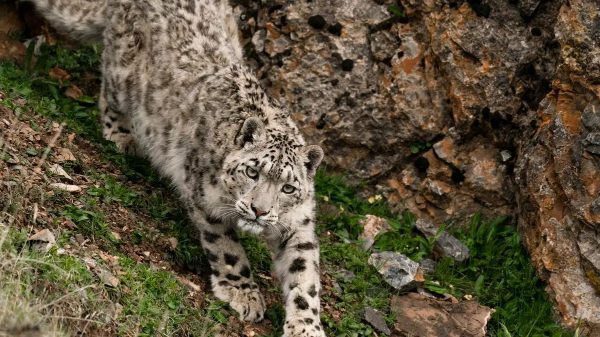 Panthère des neiges de l'Himalaya