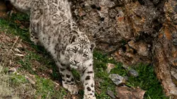 Panthère des neiges de l'Himalaya