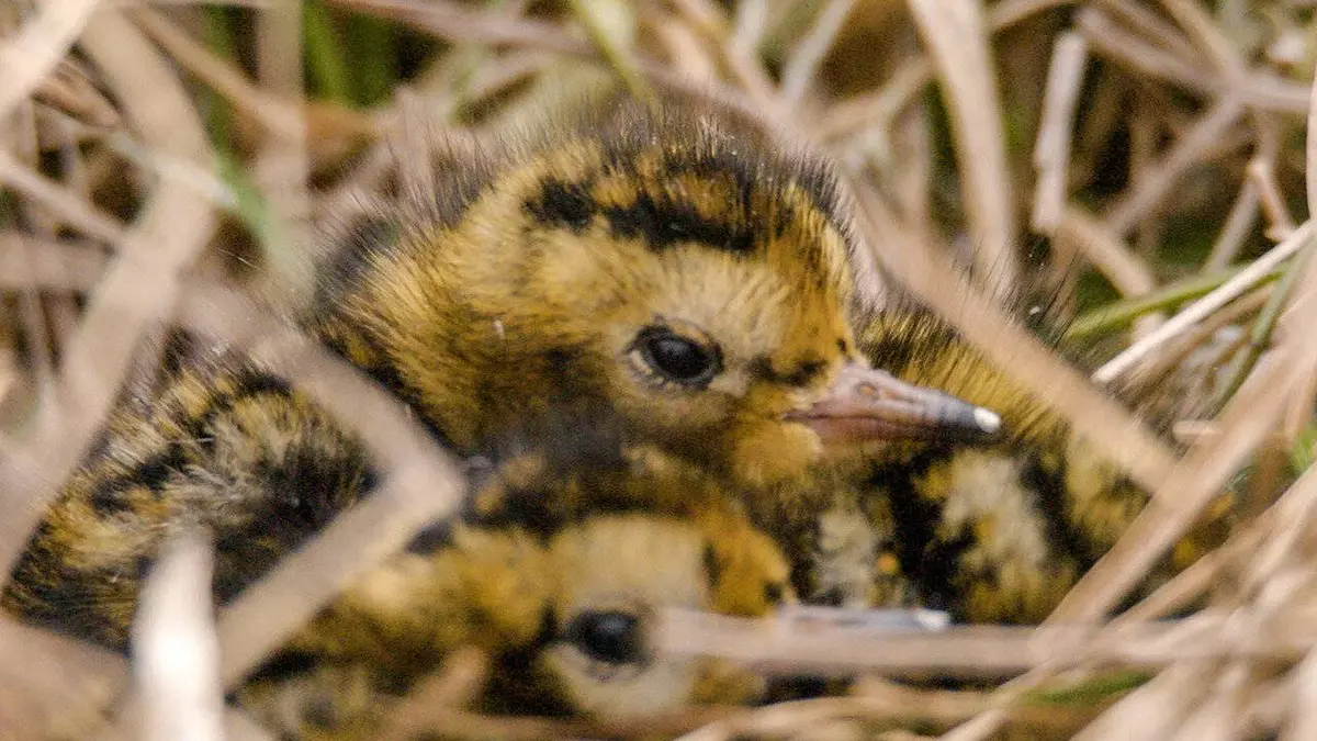 Papas solo chez les animaux