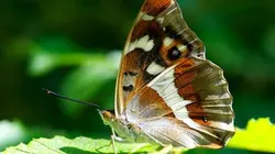 Papillons