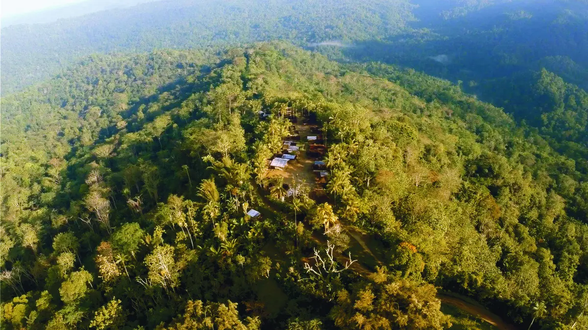 Papouasie-Nouvelle-Guinée : Jim & Jean au secours du kangourou arboricole
