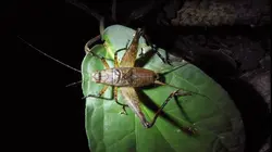 Papouasie, un dernier éden