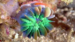 Papouasie, un dernier éden