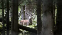 Par monts et marais : Le piémont des Alpes