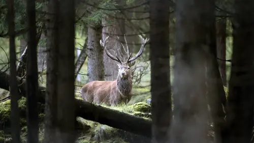 Par monts et marais : Le piémont des Alpes