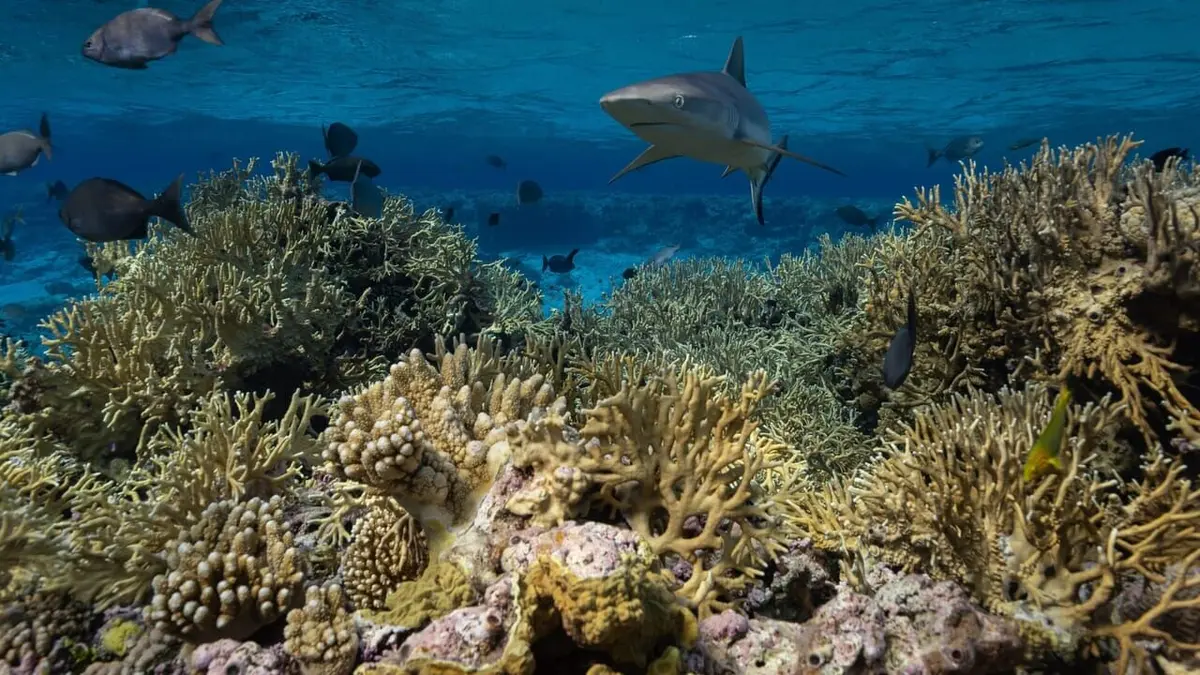 Paradis en danger : L'île de Niue