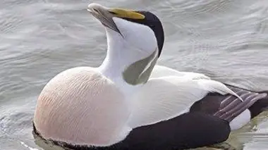 Norvège, l'île aux canards