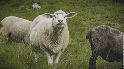 Paradis naturels retrouvés