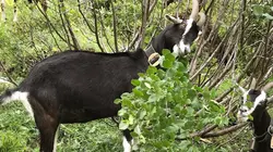 Paradis naturels retrouvés