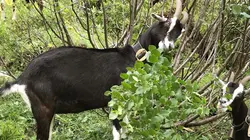 Visuel de Paradis naturels retrouvés