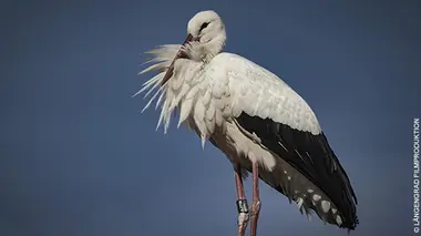 Lac de Constance : le retour des oiseaux