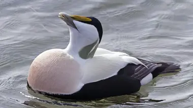 Norvège, l'île aux canards