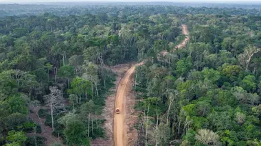 République du Congo : la forêt des gorilles