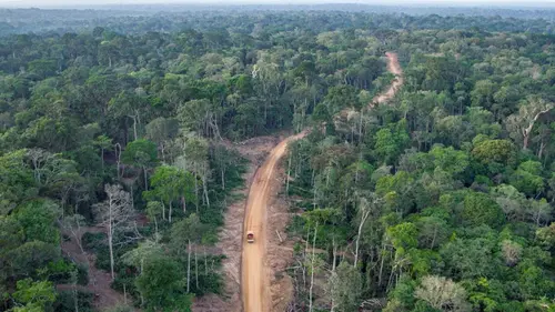 Paradis naturels retrouvés République du Congo : la forêt des gorilles