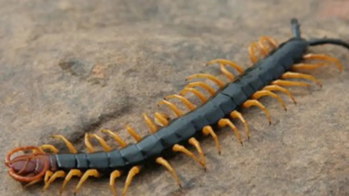 Paranormal Video S01E13