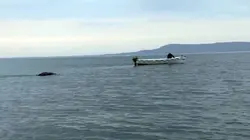 Paranormal Videos S01E03 Le monstre de Montauk