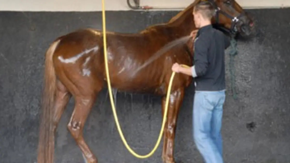 Parce qu'ils le valent bien ! Les soins pour chevaux...