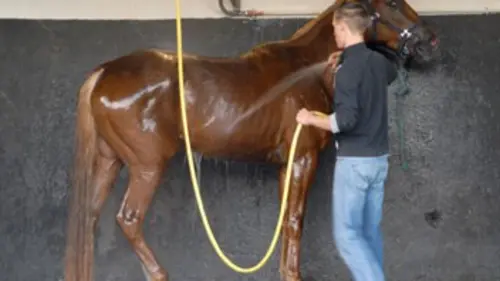Parce qu'ils le valent bien ! Les soins pour chevaux...