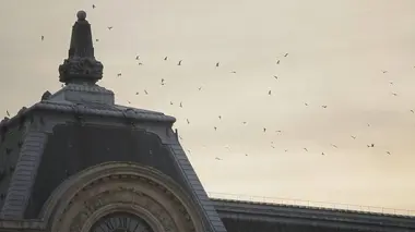 Paris côté sauvage