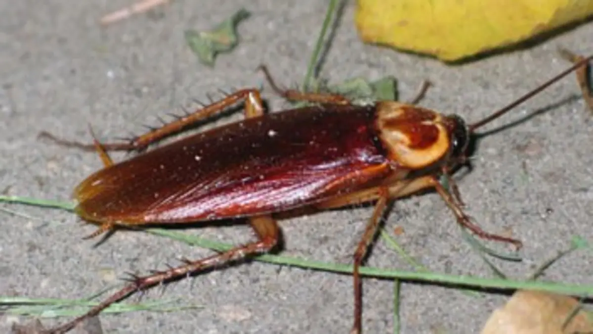 Paris grouille-t-il ?