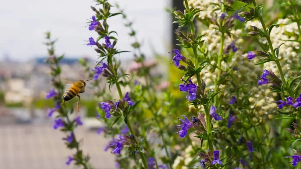 Paris, un jardin pour les abeilles