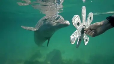 Quand les animaux parlent aux humains