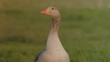 Les mystères de l'oie