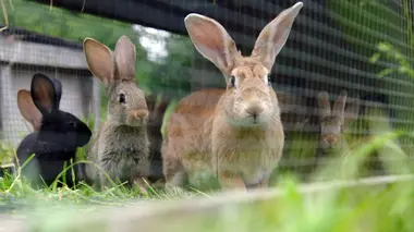 Le lapin, taillé pour survivre