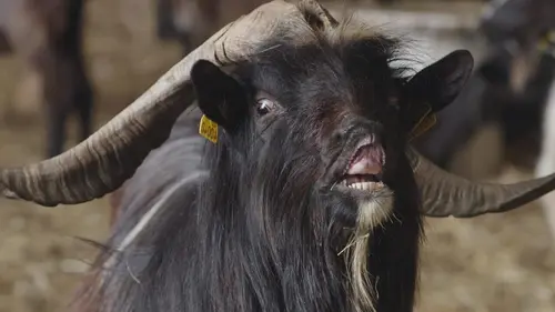 Casting Pas si bêtes ! Les chèvres savantes