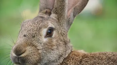 Le lapin, taillé pour survivre