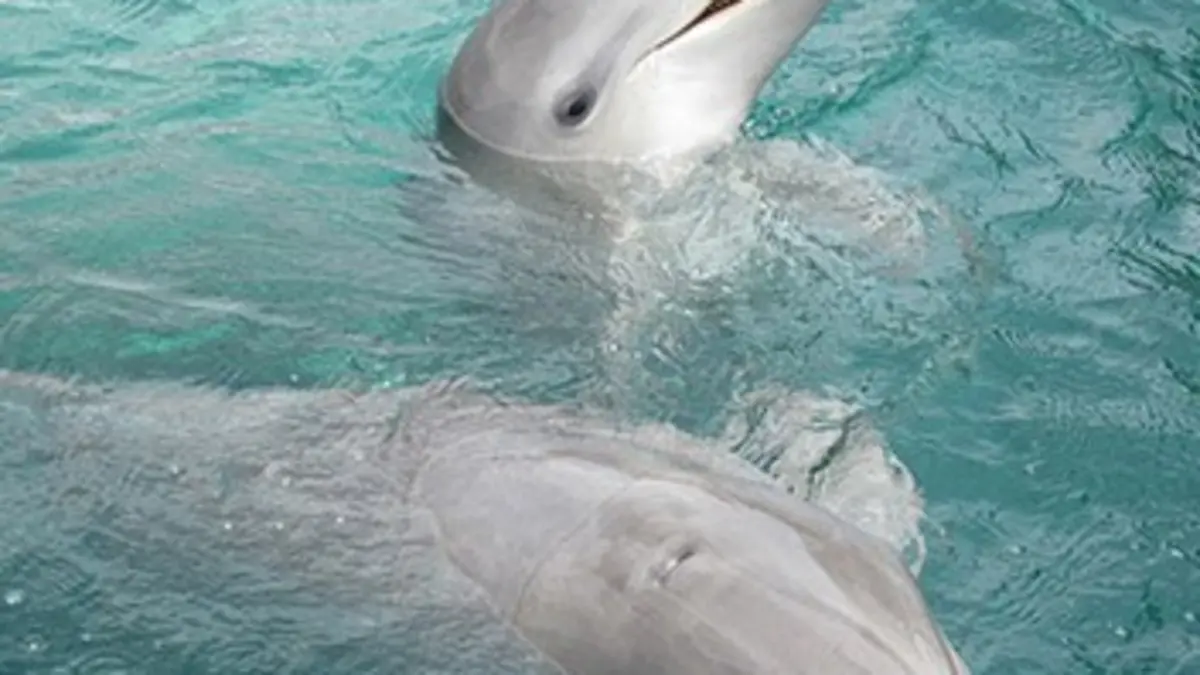 Pas si bêtes les bêtes