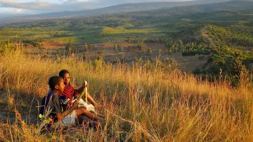 Passe me voir ! E255 Des abeilles au secours des éléphants