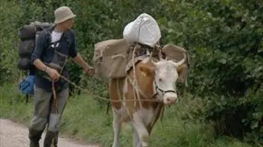 Mon boeuf, ma liberté