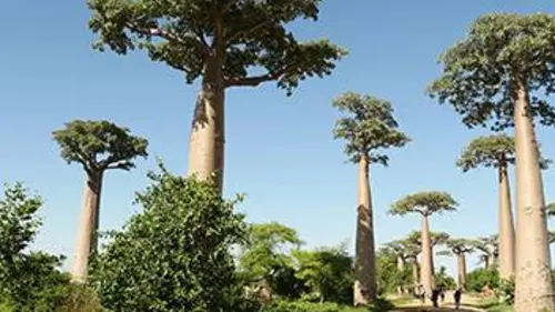 Passion Madagascar Madagascar, les trésors de l'île rouge