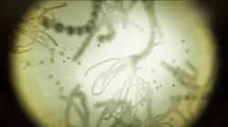 Visuel de Pasteur et Koch : Un duel de géants dans le monde des microbes