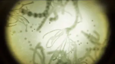 Pasteur et Koch : Un duel de géants dans le monde des microbes