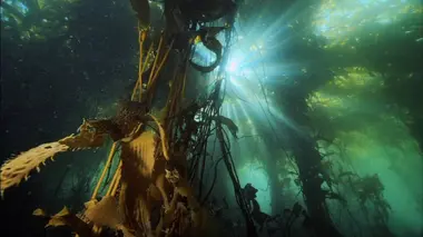 La richesse des côtes