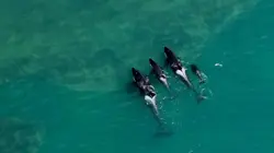 Patagonie la vie au bout du monde