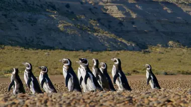 Patagonie la vie au bout du monde La côte désertique