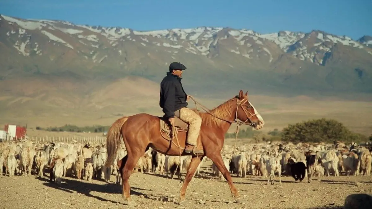 Patagonie : Transhumance andine
