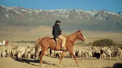 Patagonie : Transhumance andine