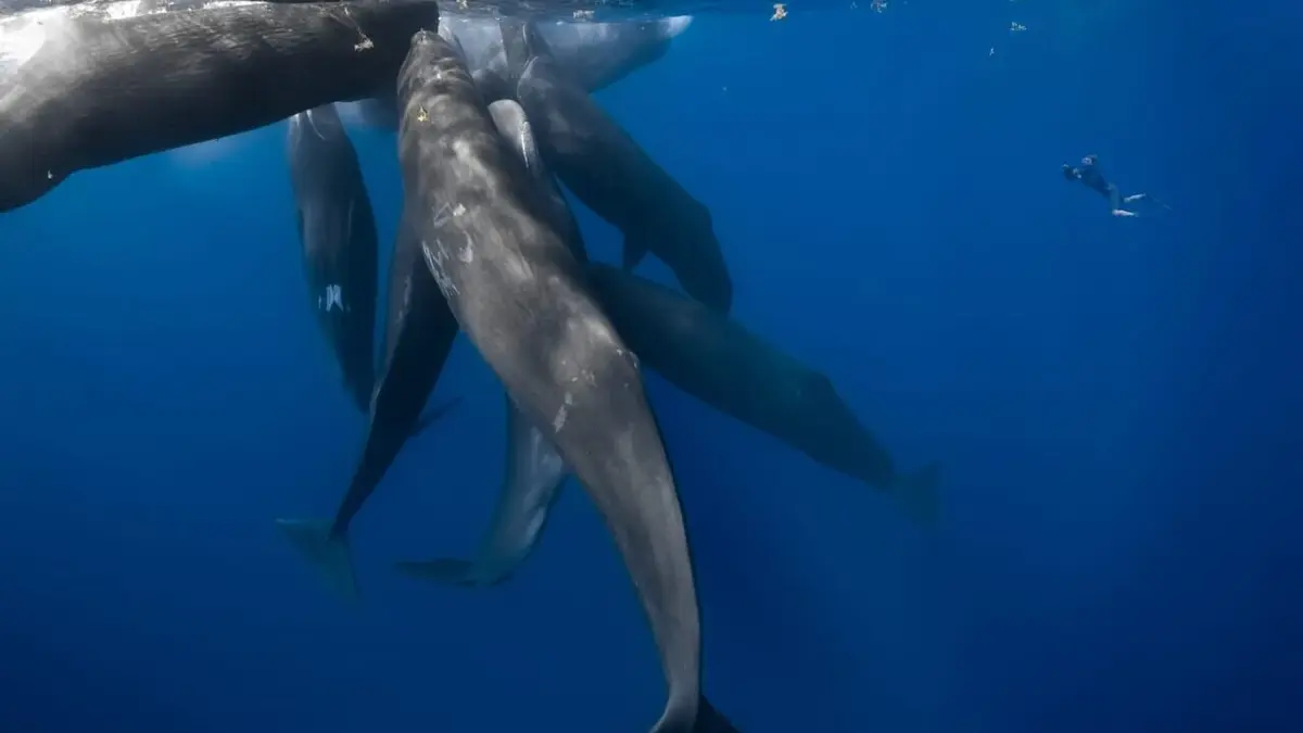 Patrick et la baleine