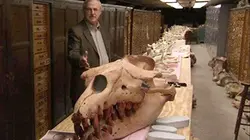 Visuel de Patrimoine et énigmes du monde marin