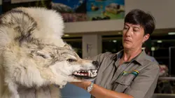 Patrouille frontalière Nouvelle-Zélande Deported Tour Guide