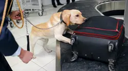 Patrouille frontalière Nouvelle-Zélande