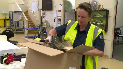 Patrouille frontalière Nouvelle-Zélande Body Packer Widow