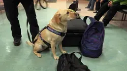 Patrouille frontalière Nouvelle-Zélande Deported Tour Guide