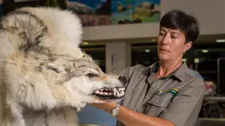 Patrouille frontalière Nouvelle-Zélande Romanian Express