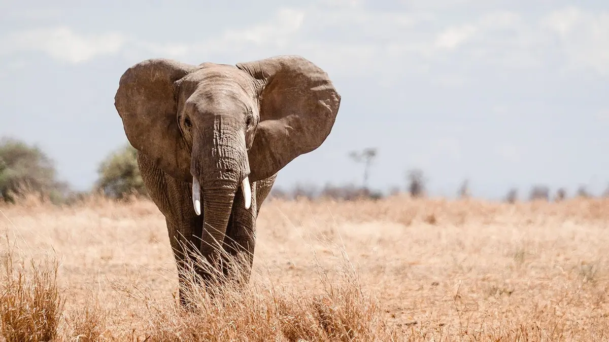 Visuel de Paul O'Grady : l'aventure des grands éléphants Episode 2