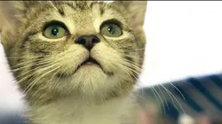 Paul O'Grady, pour l'amour des chiens